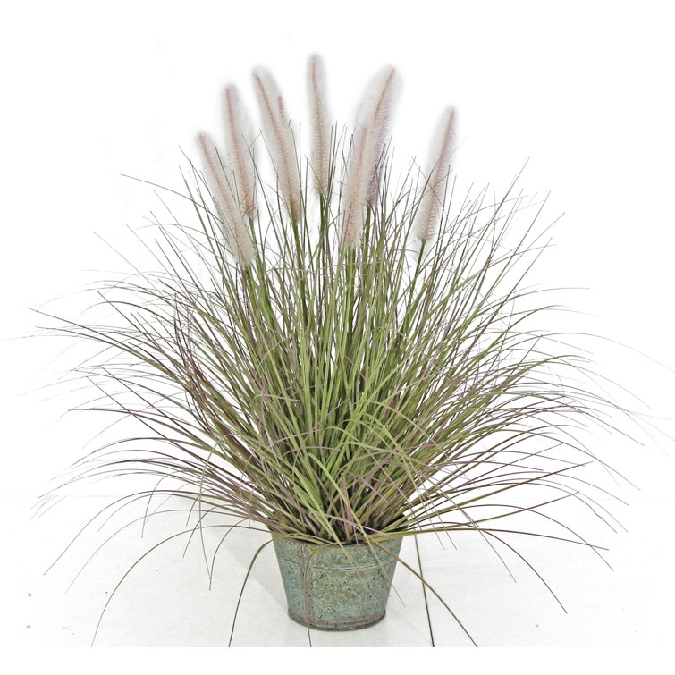The Seasonal Aisle Artificial Dogtail Grass in Pot & Reviews Wayfair